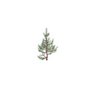 Allgemeine Gegenstände - außen / Bäume / pine1 - (1700x2000x2600)